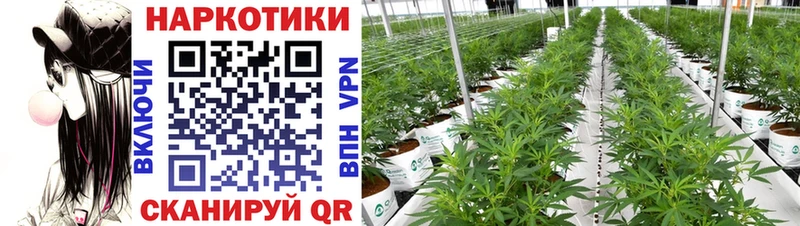 Амфетамин Белокуриха